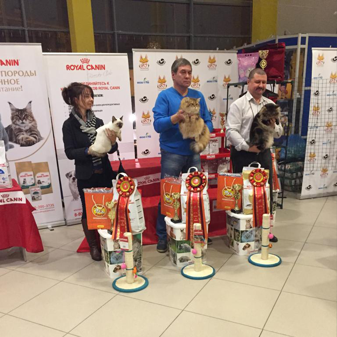 Достижение статуса чемпиона мира для сибирской кошки