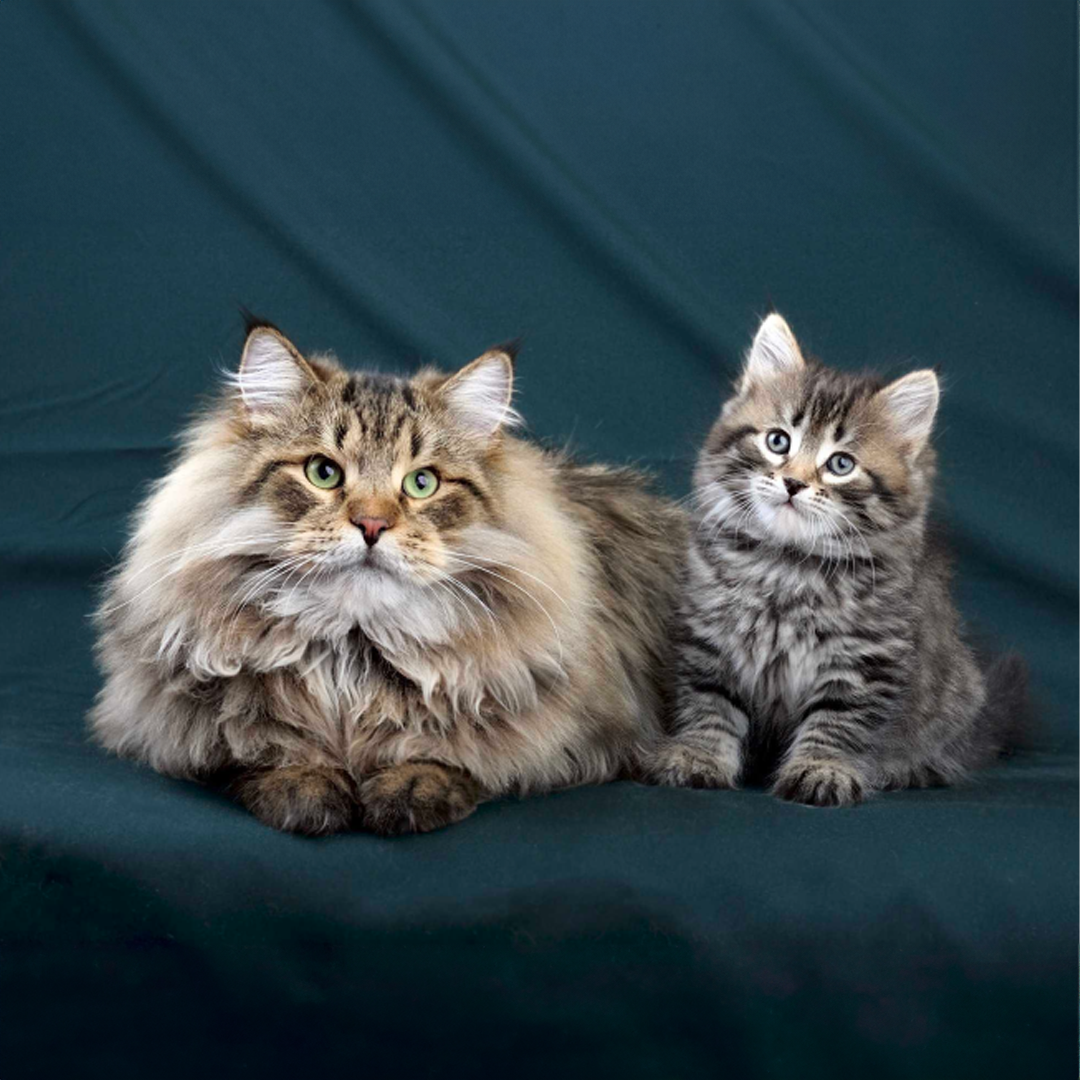 25 интересных фактов о поведении сибирских кошек