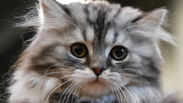 Какие окрасы бывают у сибирской кошки?
