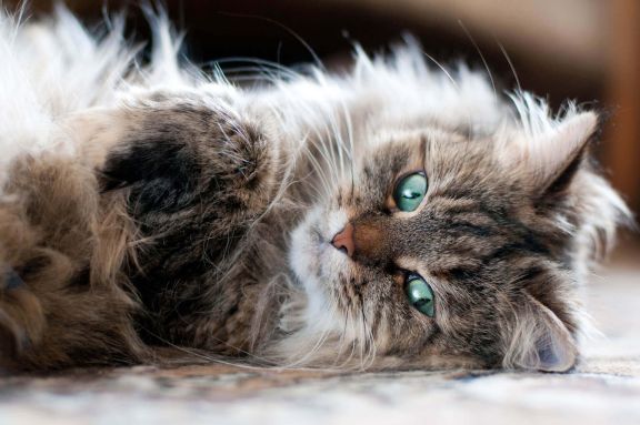 Сколько живут сибирские кошки в домашних условиях?