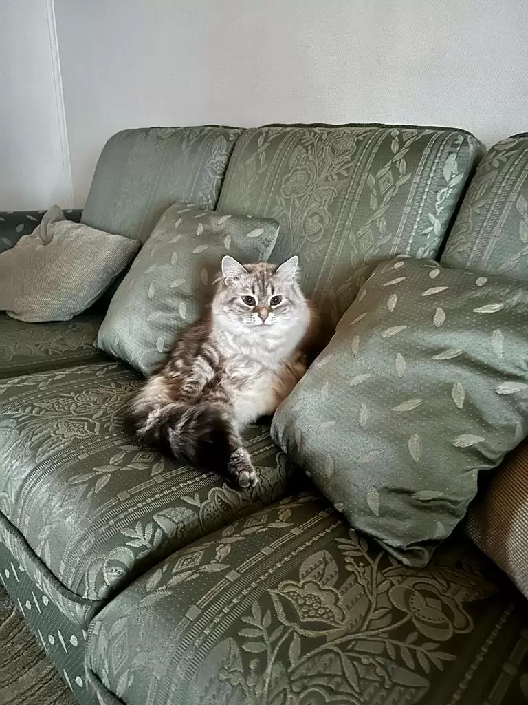 Сибирская кошка клиента Татьяна из Москвы