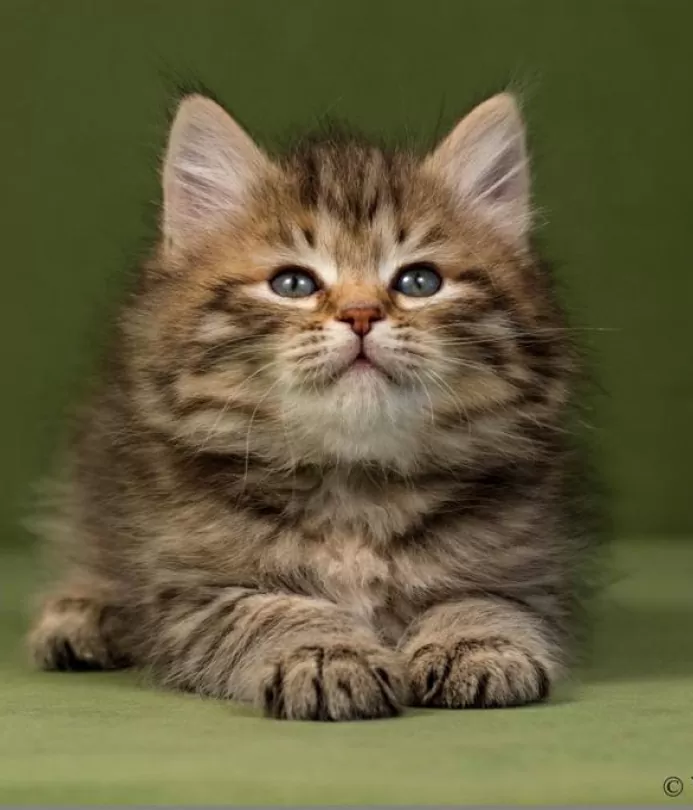 Сибирский котенок купить в Москве +79257443279
